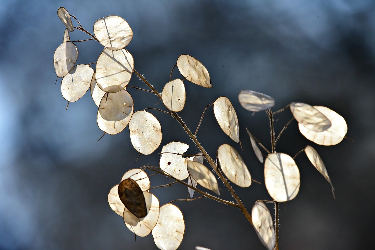 honesty  plant  seed pods free photo