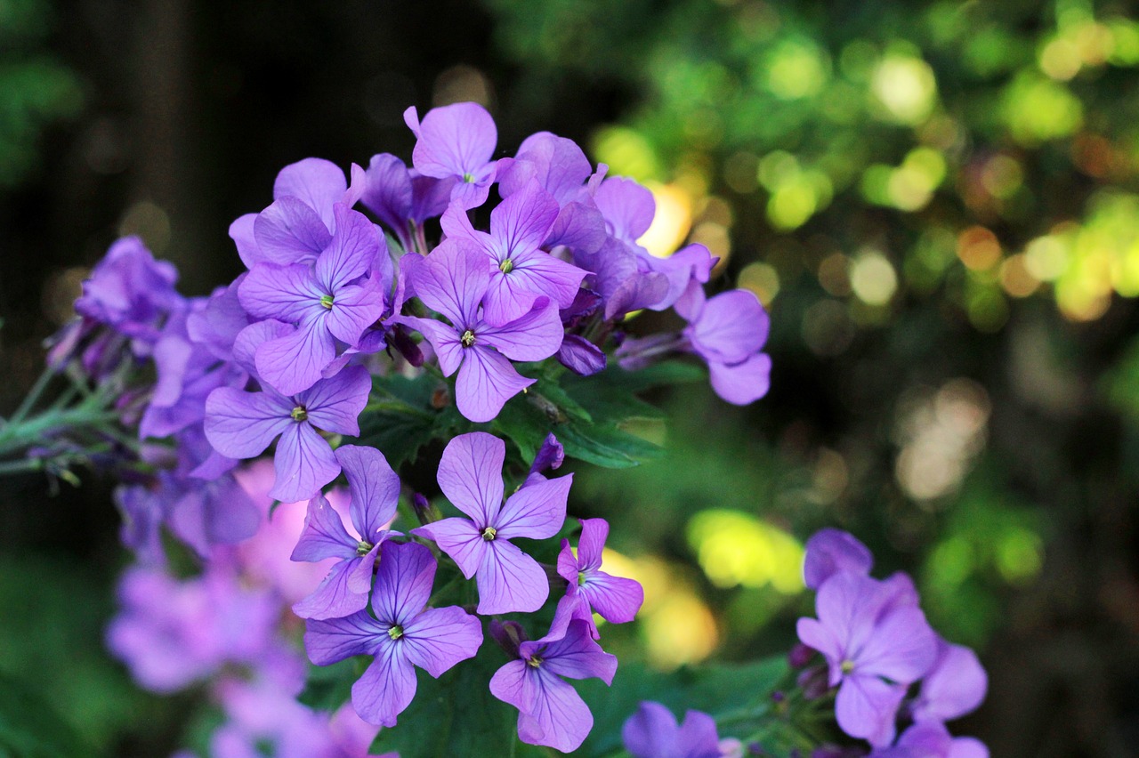 honesty  purple  flower free photo