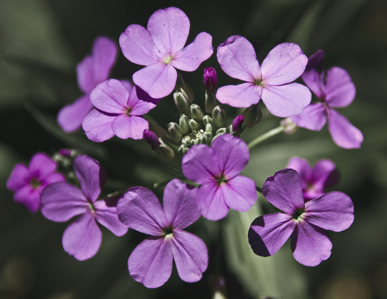 honesty flower purple free photo