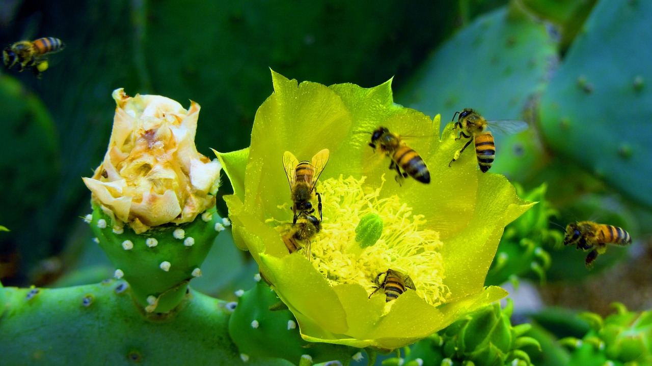 honey bee bees free photo