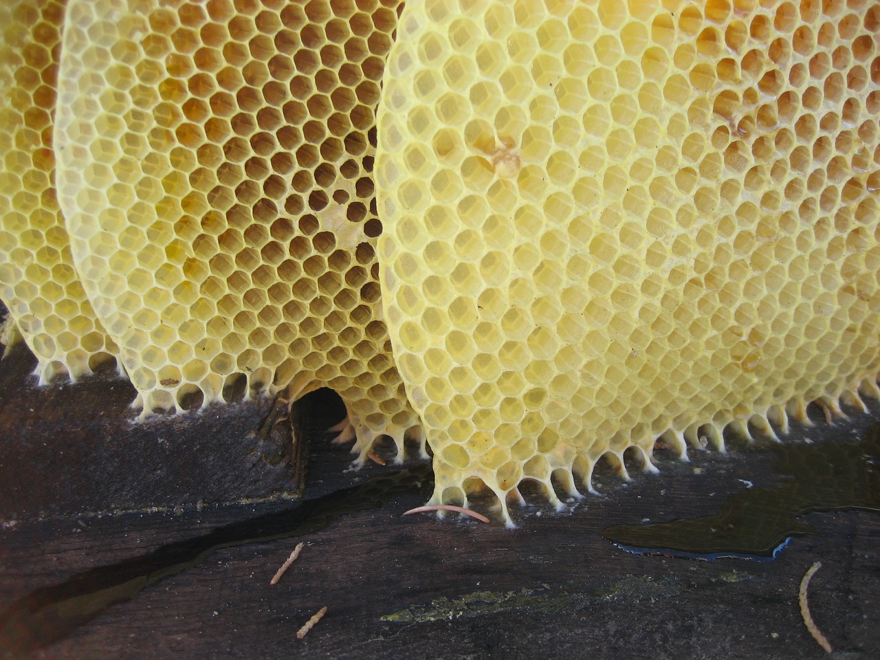 honey honeycomb bees free photo