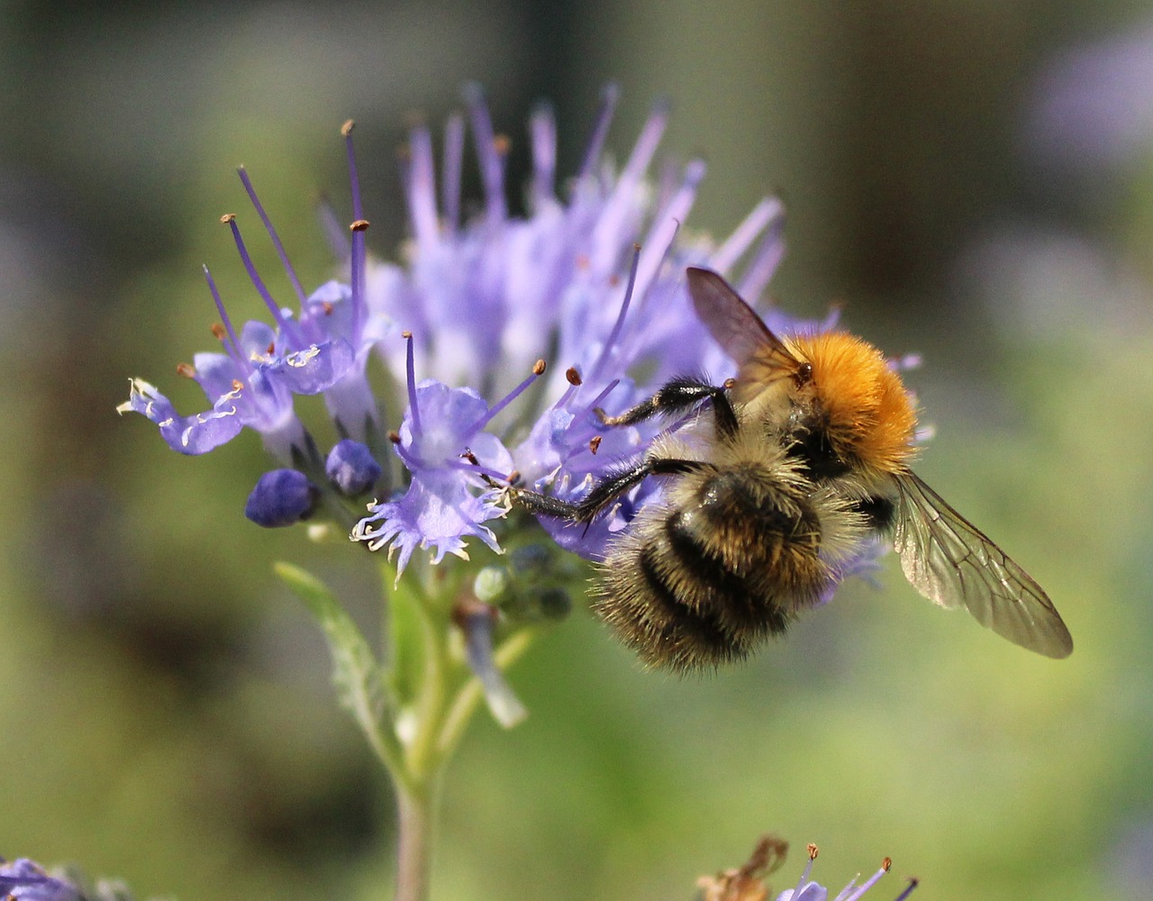 honey bee pollen free photo