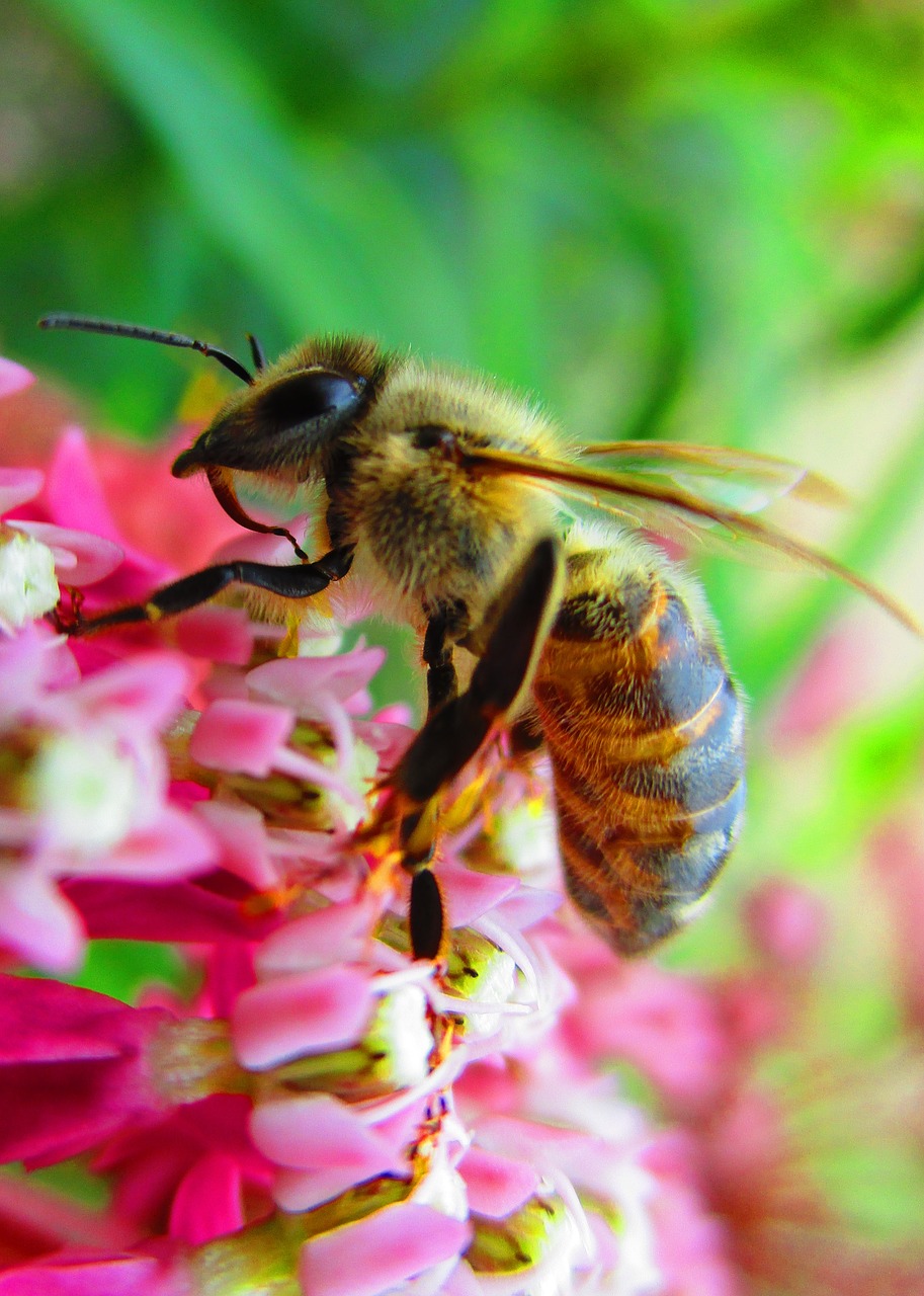 honey bee pollinator free photo
