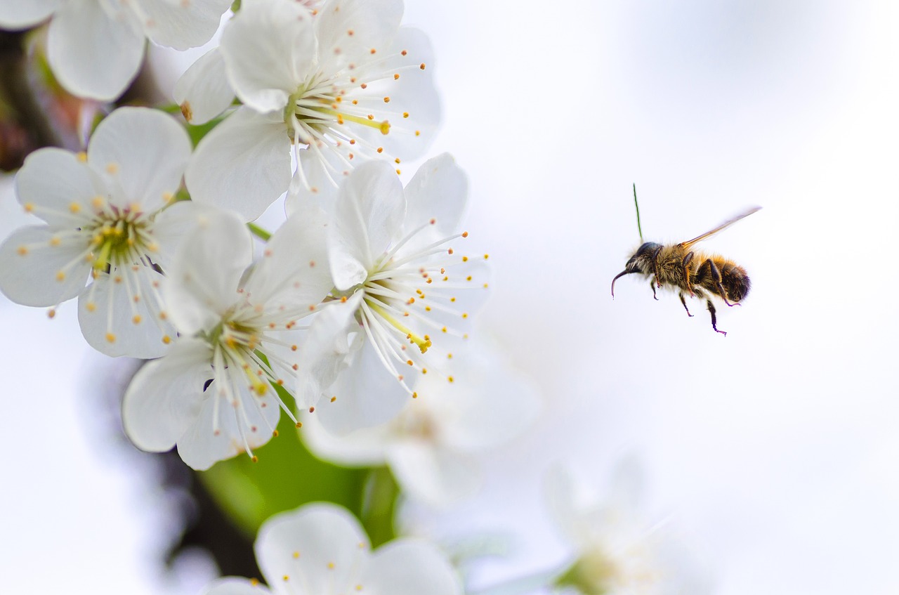 honey bee nature free photo