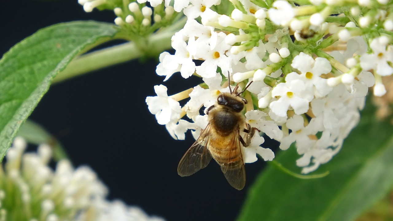 honey bee nature free photo