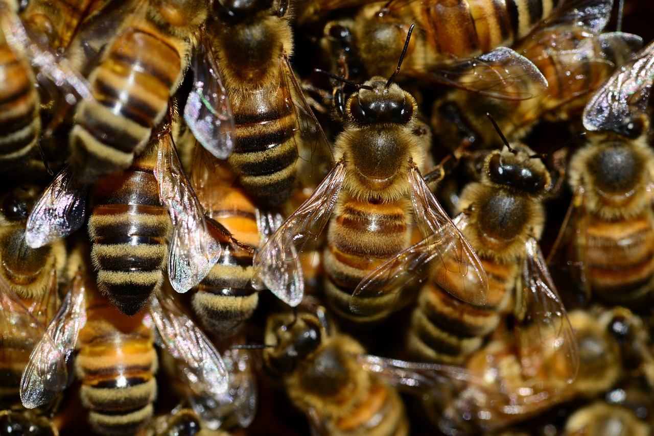 honey bee buckfast free photo