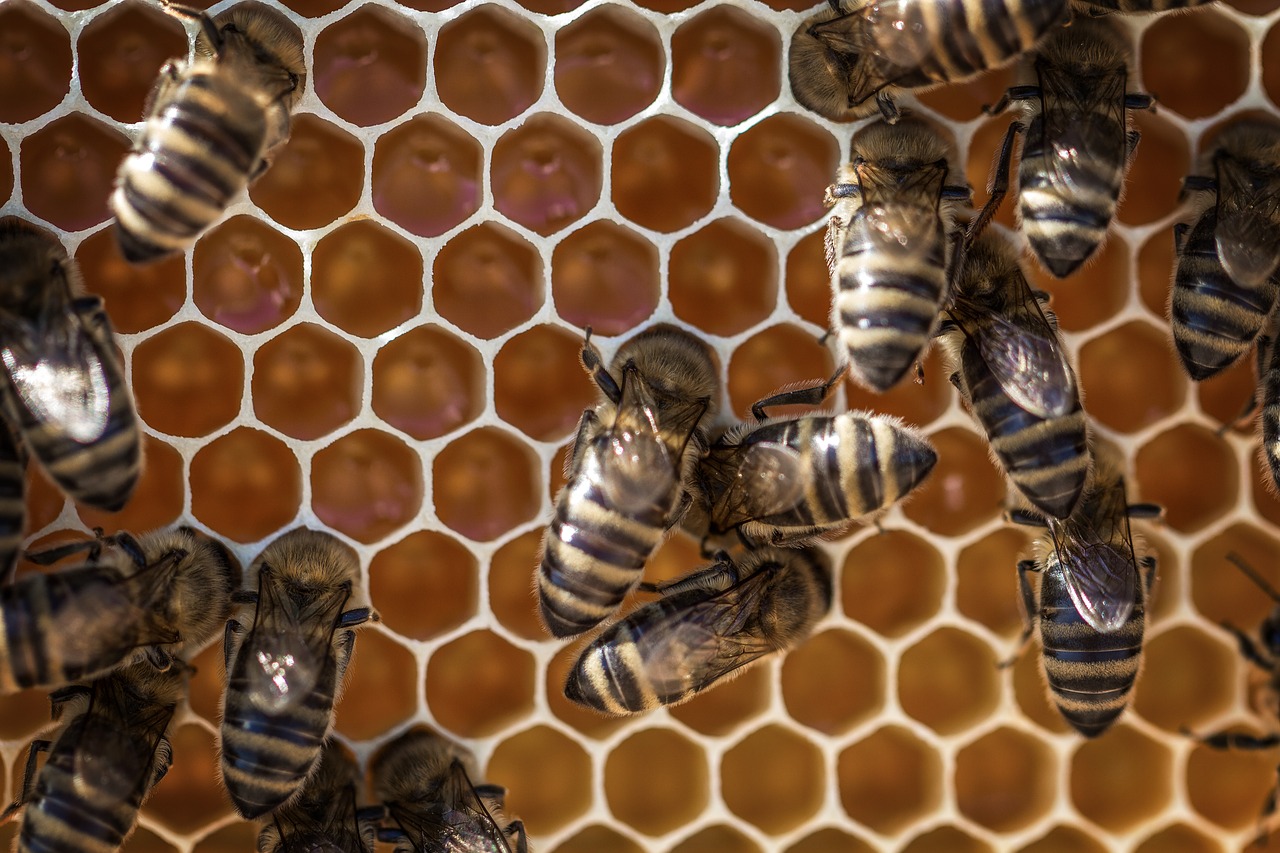 honey beehive honeycomb free photo