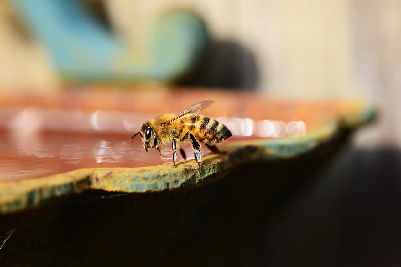 honey bee water free photo