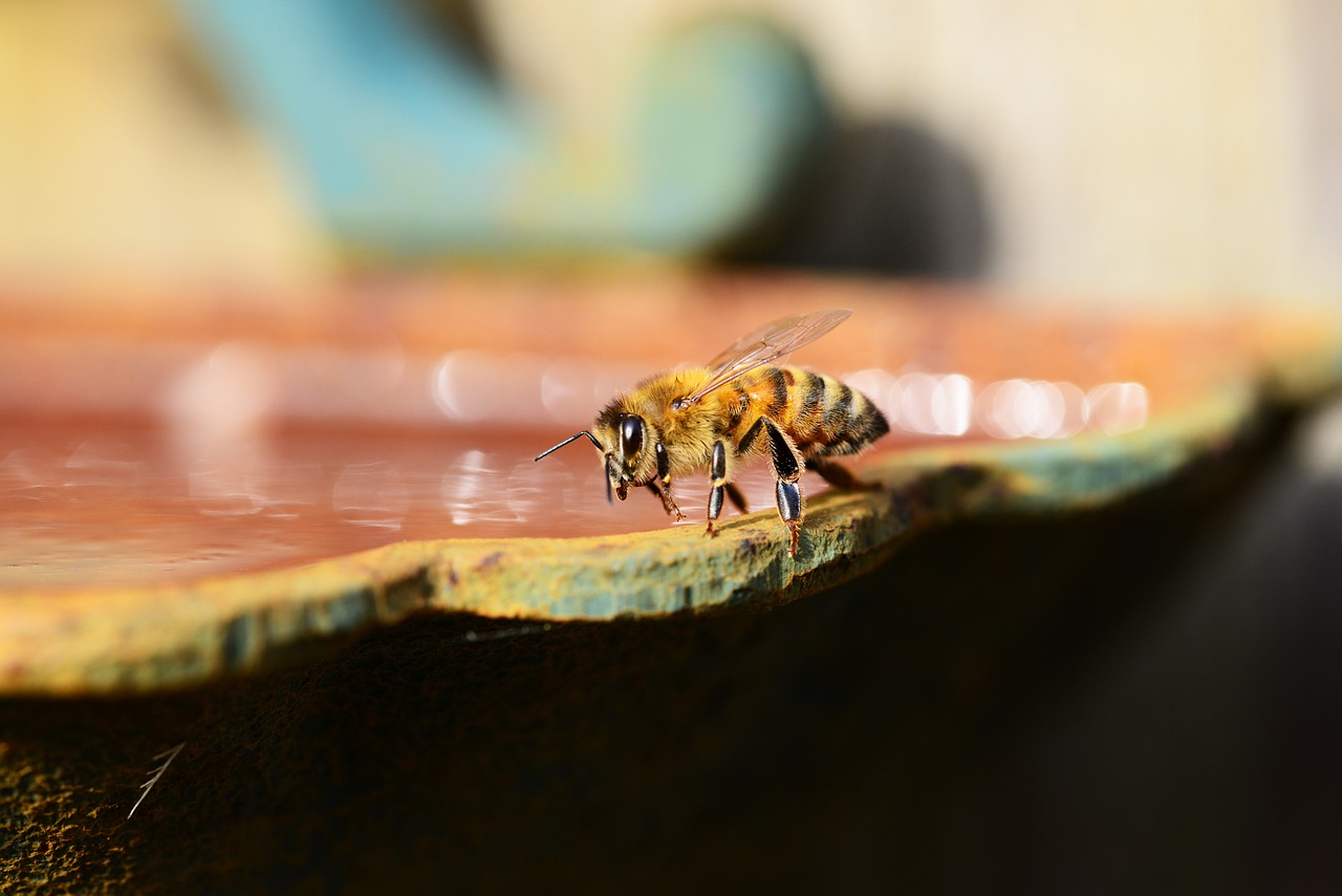 honey bee water free photo