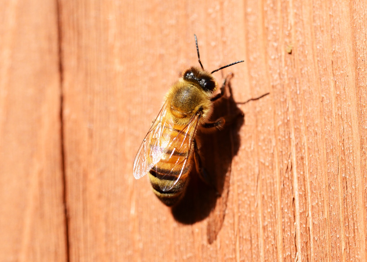 honey bee buckfast free photo