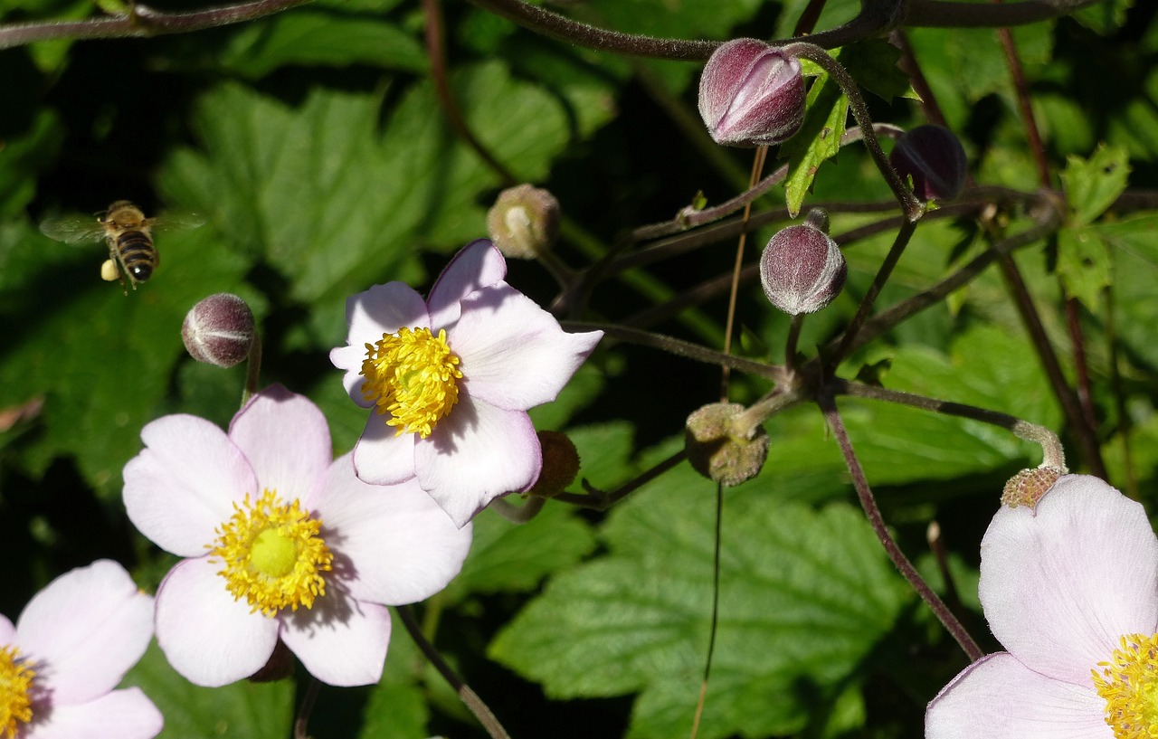 honey  bee  flower free photo