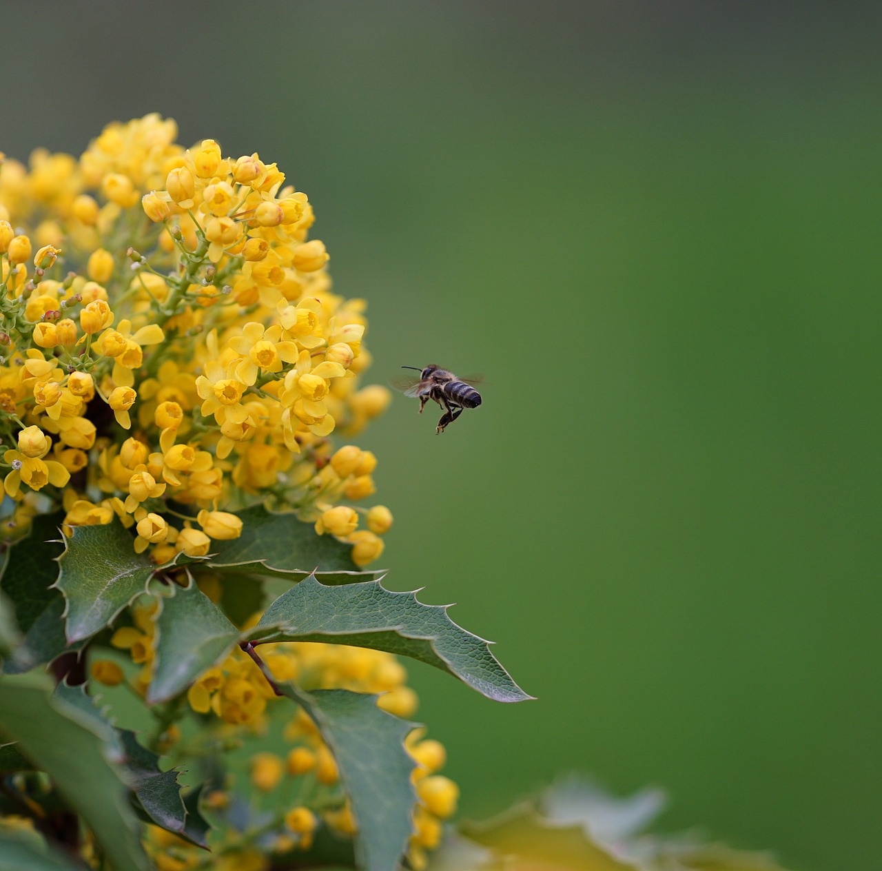 honey  bee  yellow free photo