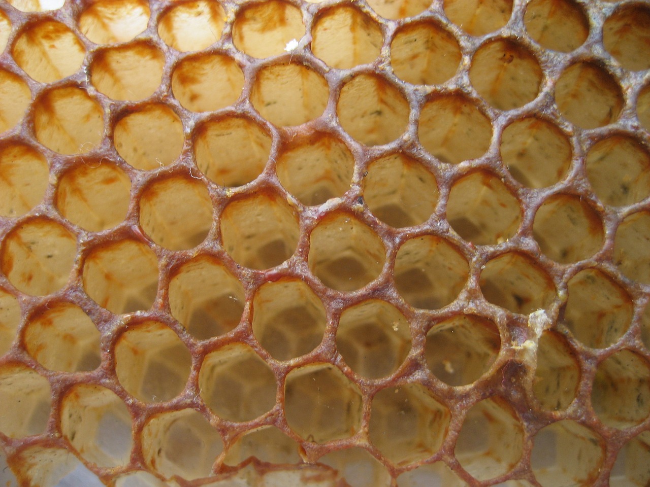 honey bee honeycomb free photo