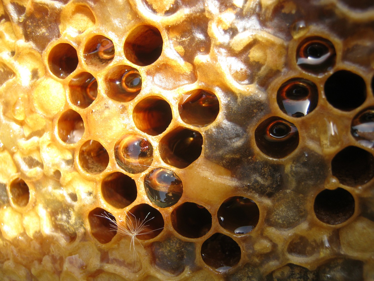 honey hive framework free photo