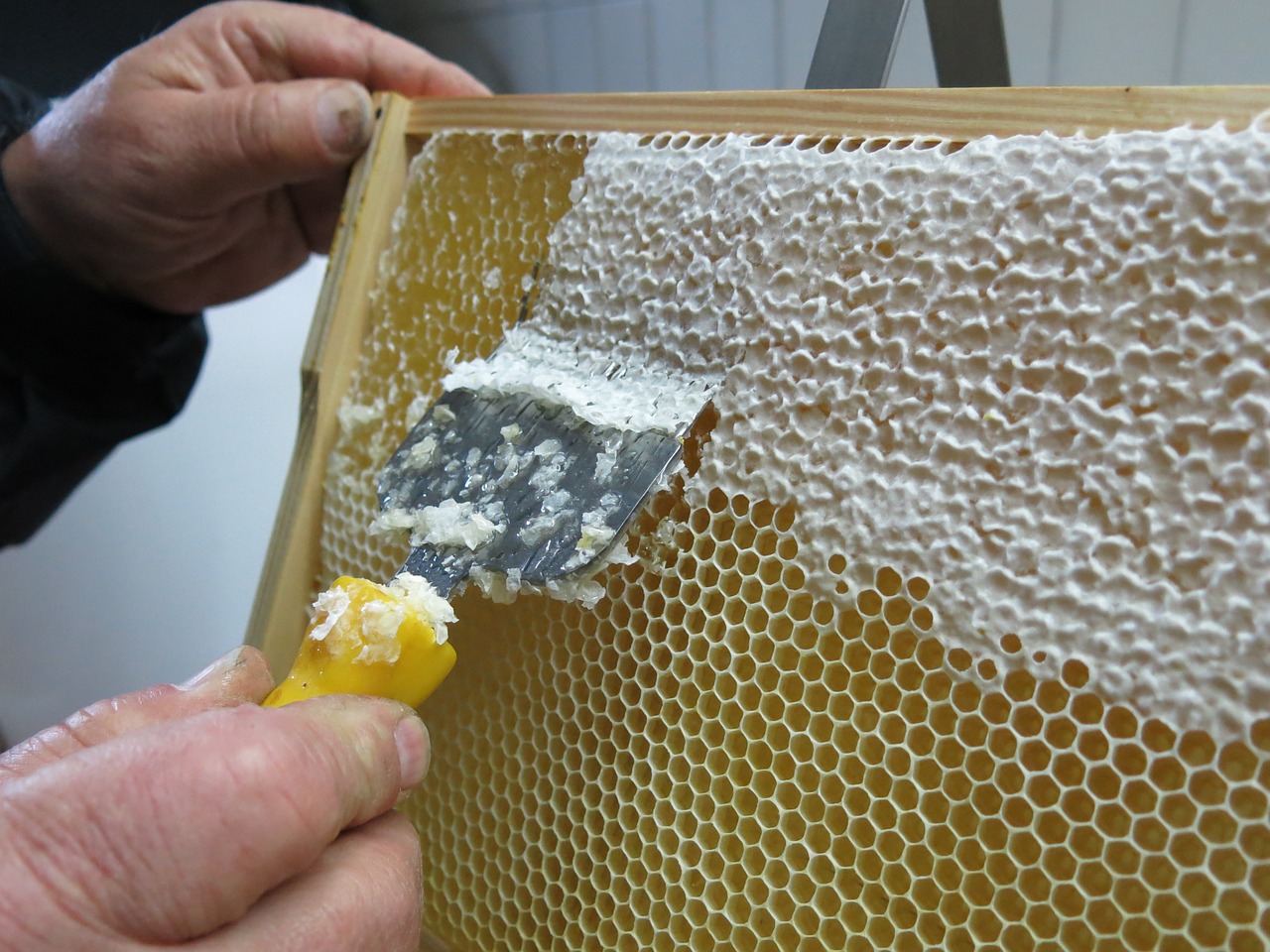 honey honeycomb uncapping free photo