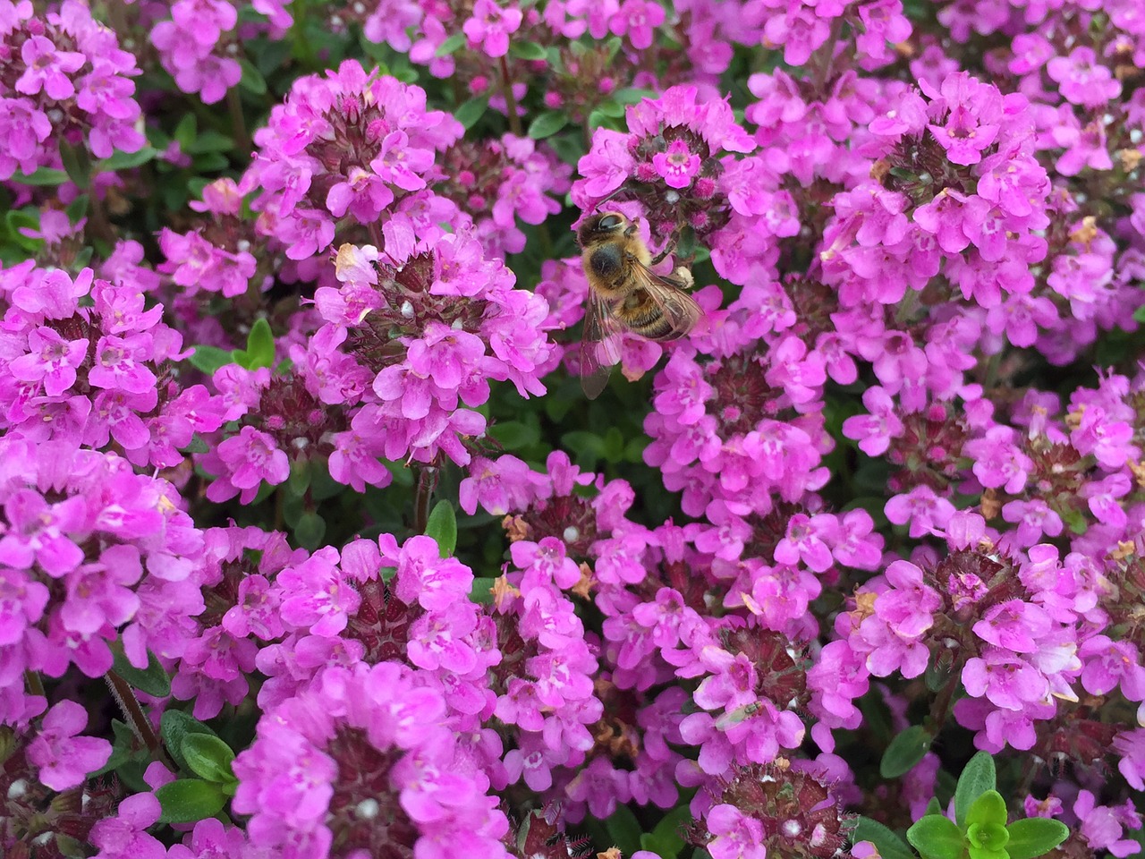 honey bee flowers flowers spring free photo