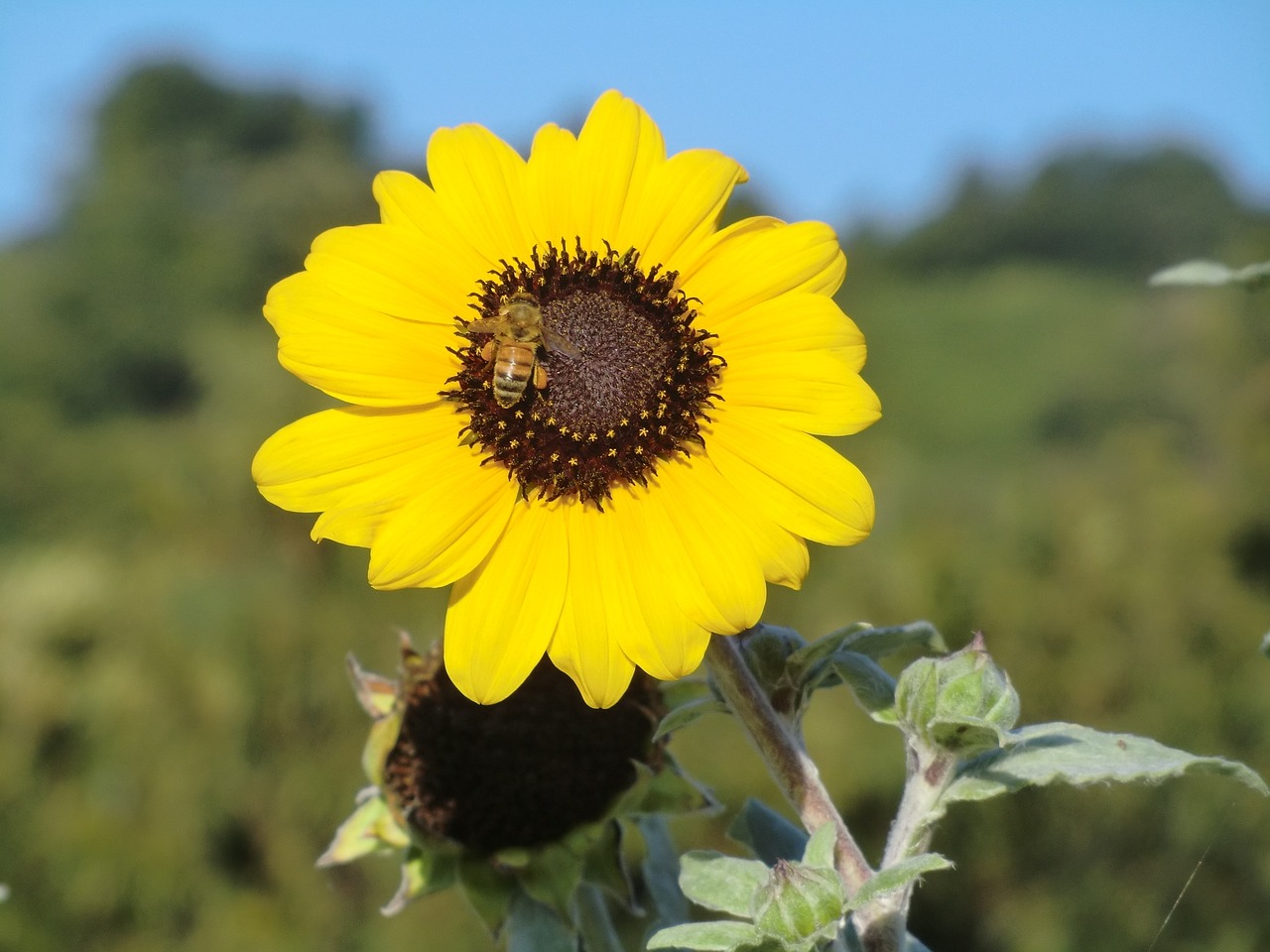 sunflower honeybee summer free photo