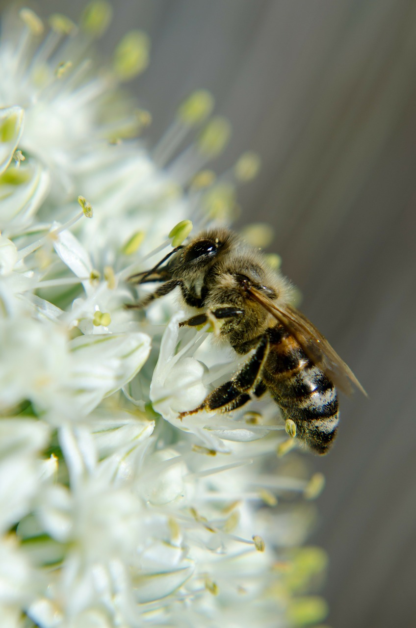 honey bee insects onion blossom free photo