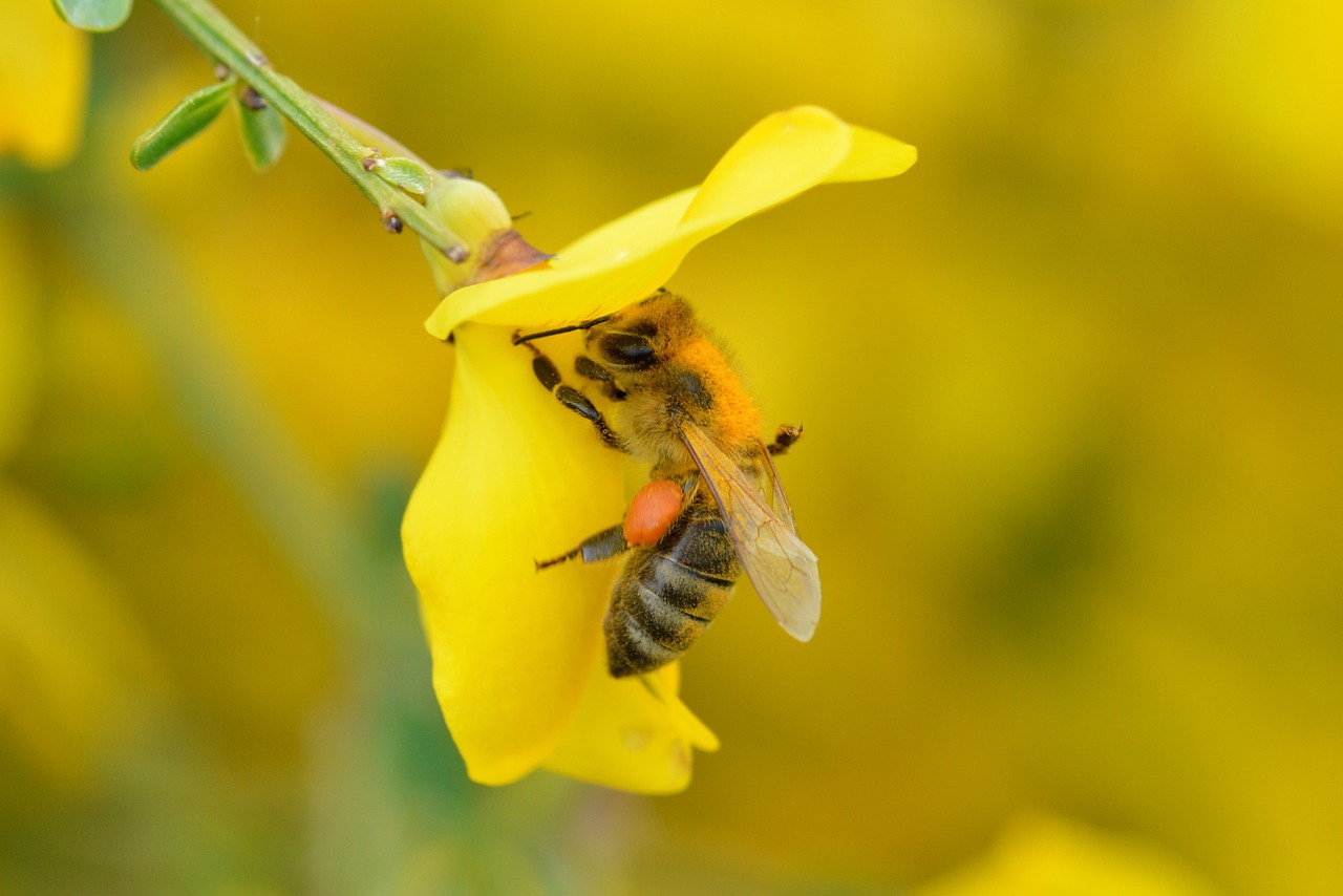 honey bee blossom bloom free photo