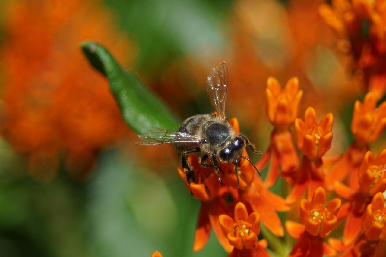 honey bee insect bee free photo