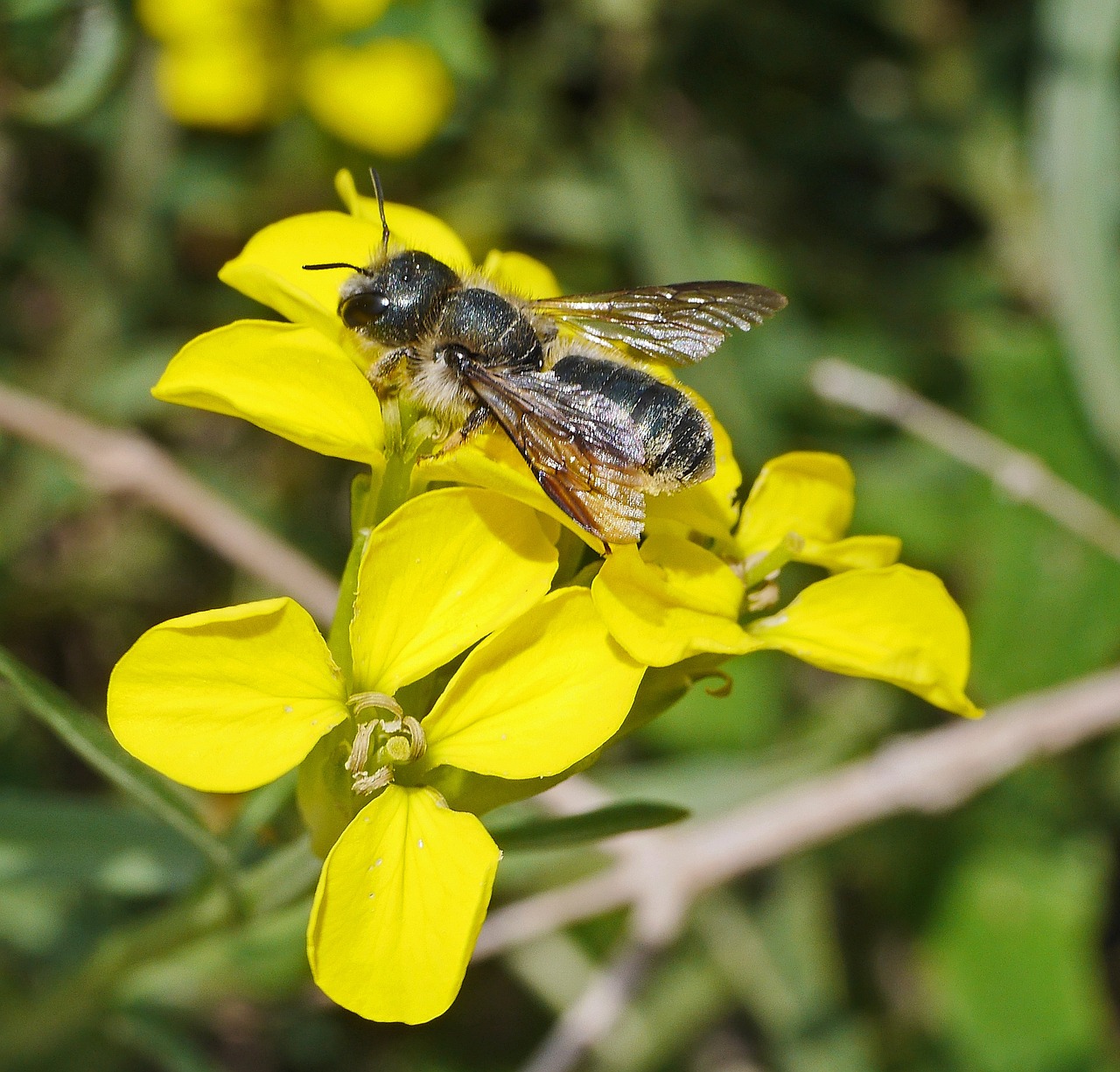 wild bee flowers yellow free photo