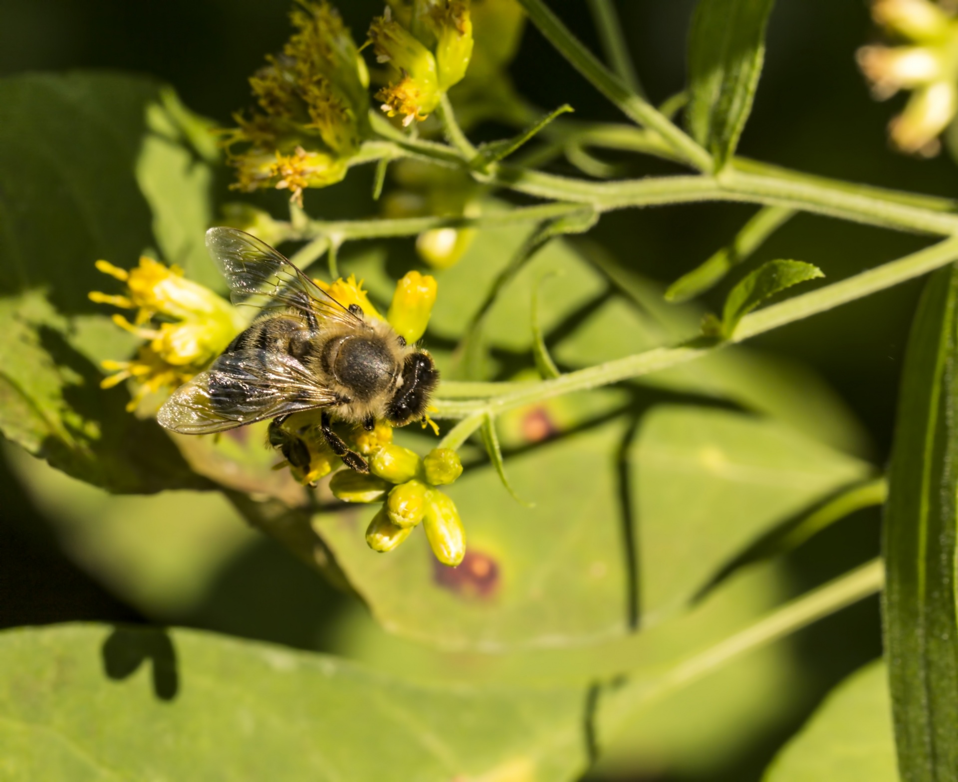 honey bee flower pollinating free photo