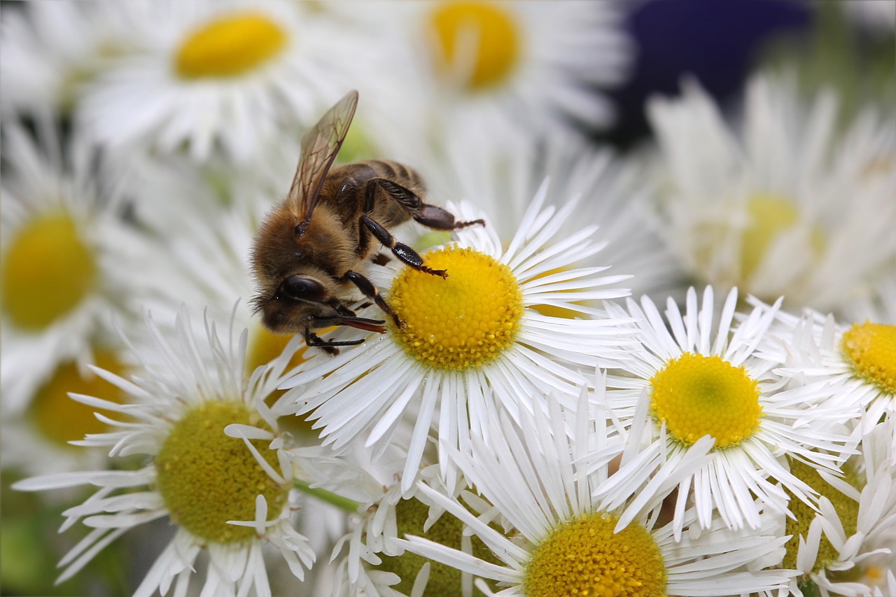 honey bee apis insect free photo