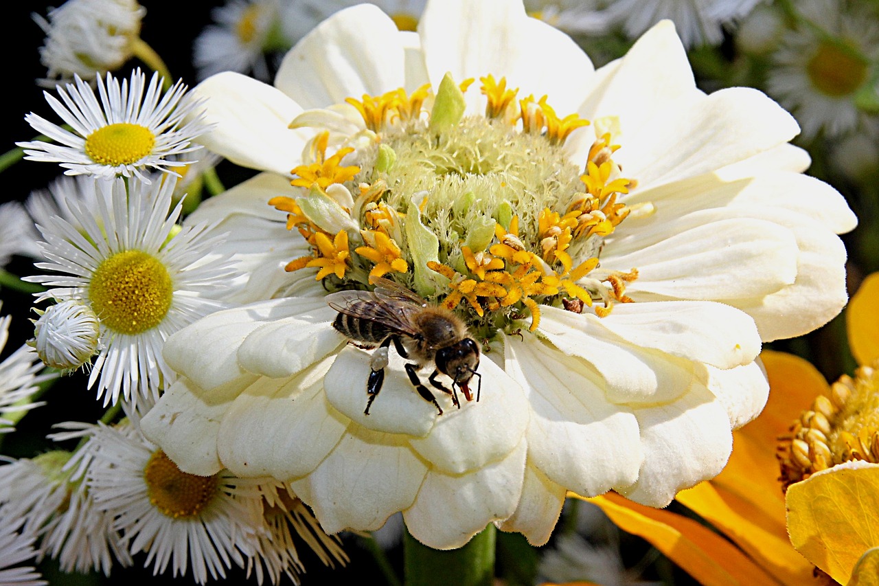 honey bee apis insect free photo