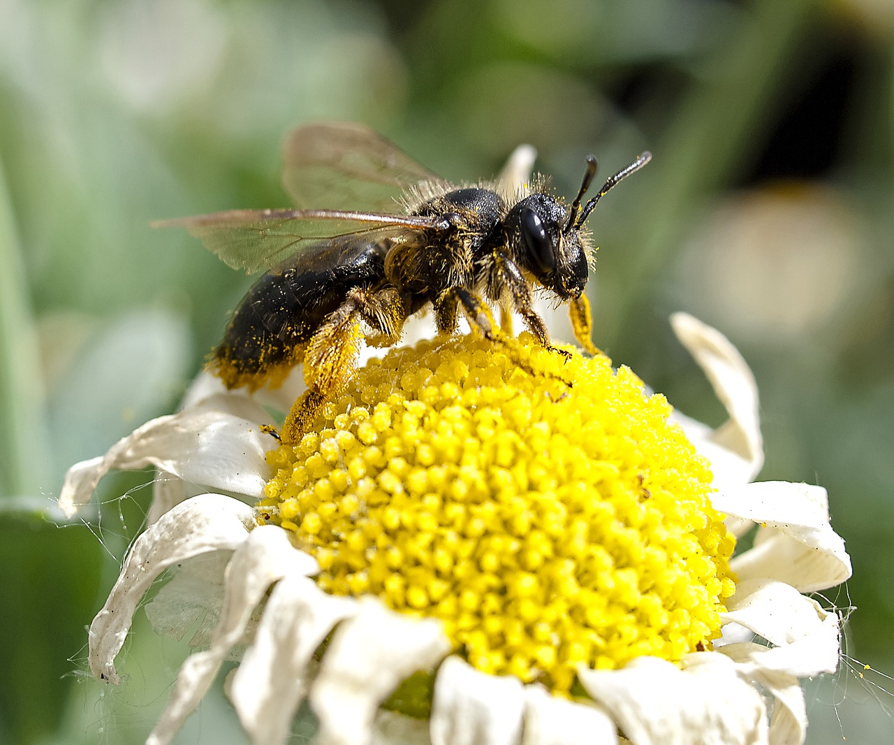 honey bee bee insect free photo