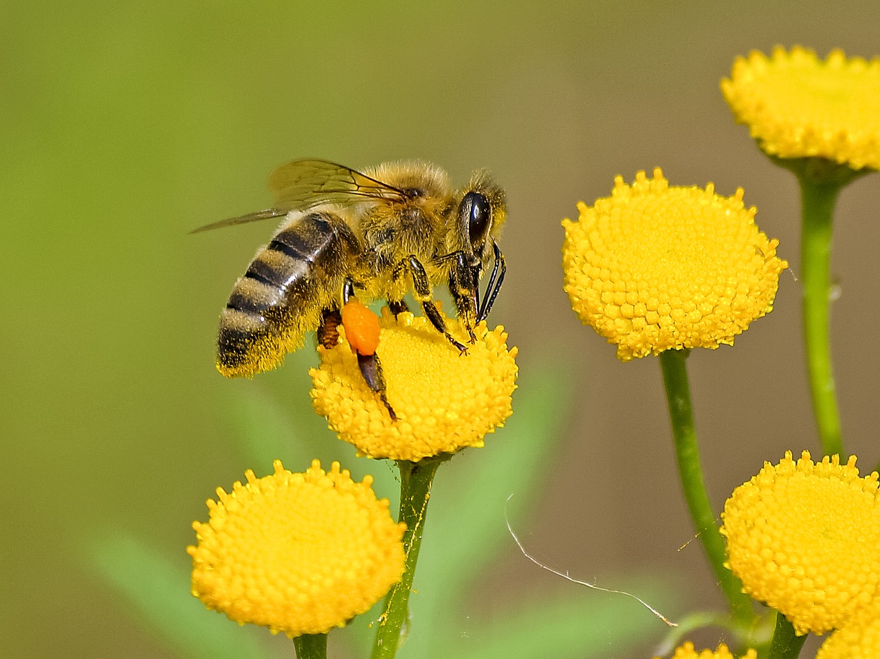 honey bee bee insect free photo