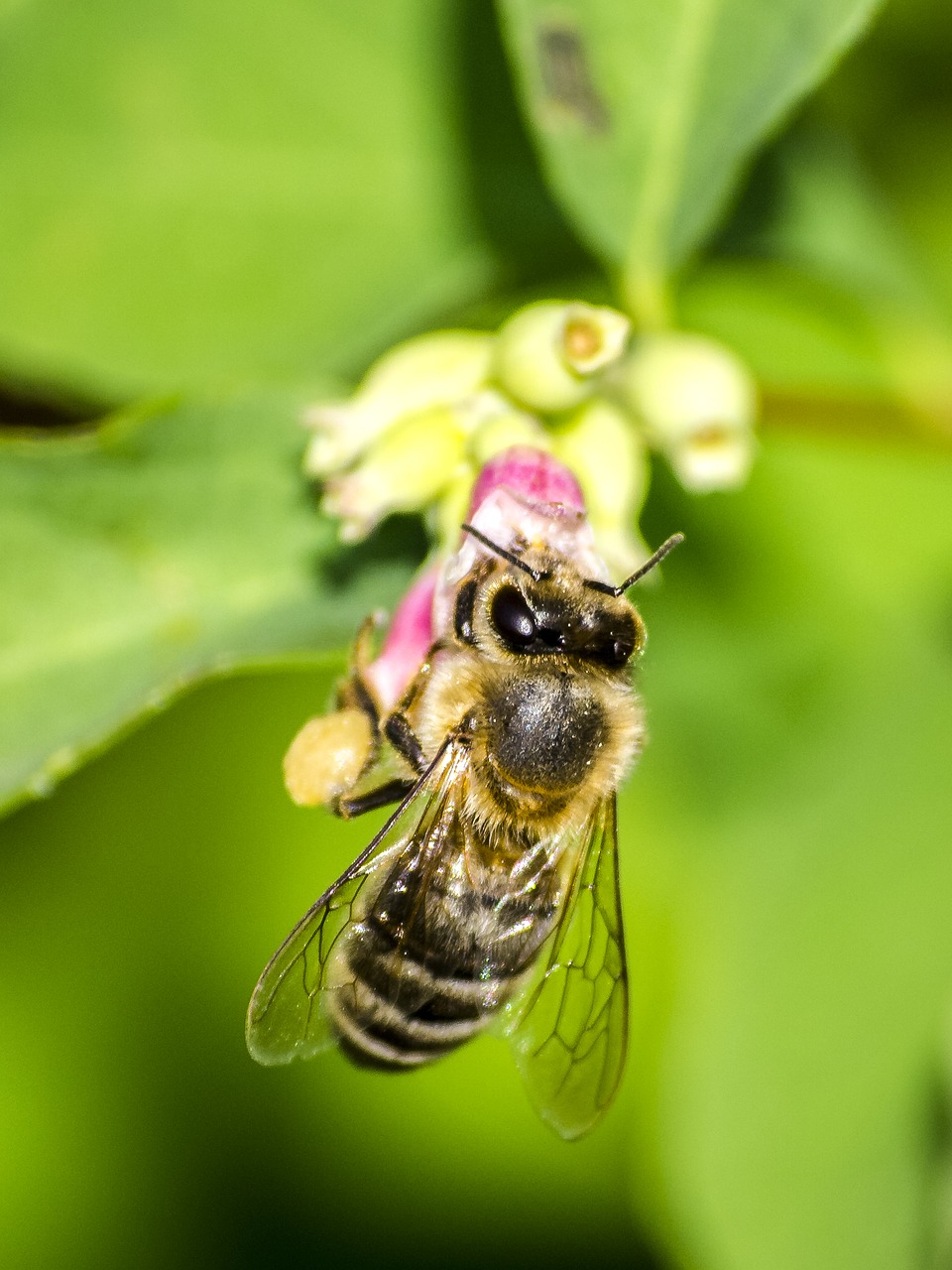 honey bee bee insect free photo