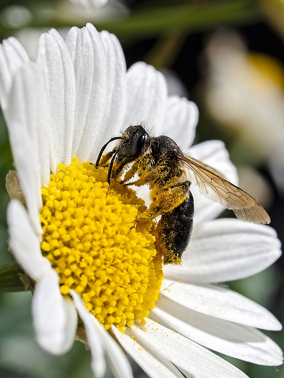 honey bee bee insect free photo