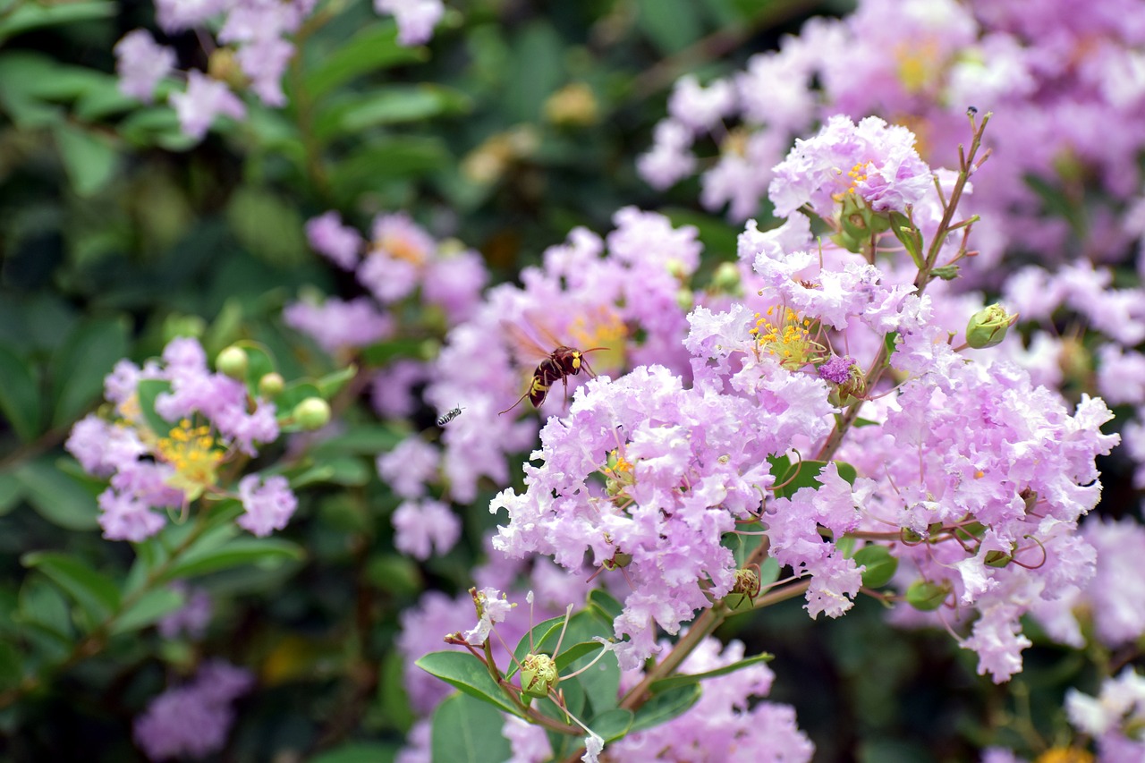 honey bee purple white small flowers free photo