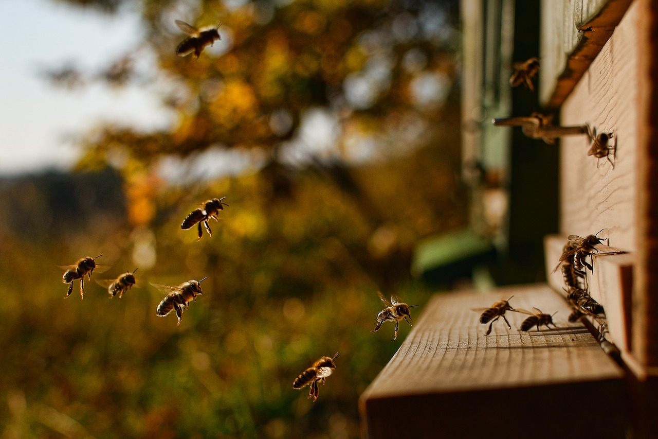 honey bee a bee flying into the hive blanokřídlý insects free photo