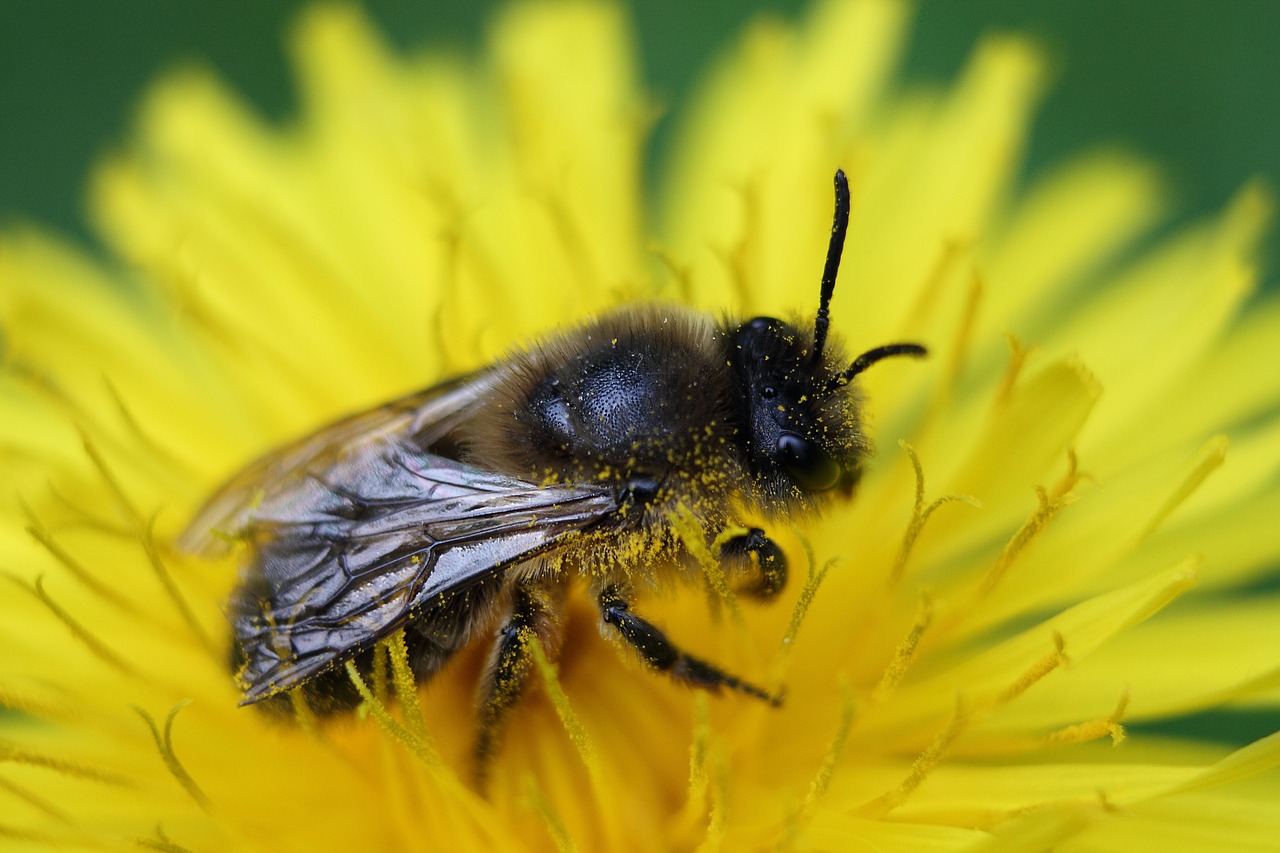 honey bee bee macro free photo