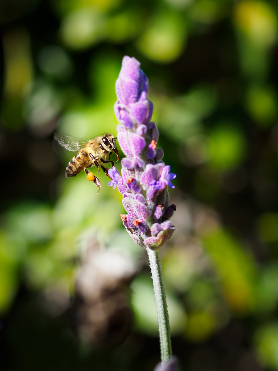 honey bee  flower  nature free photo
