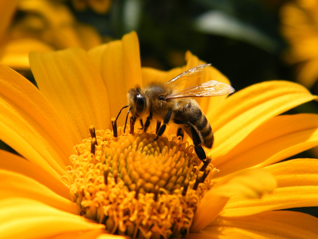 honey bee bee blossom free photo