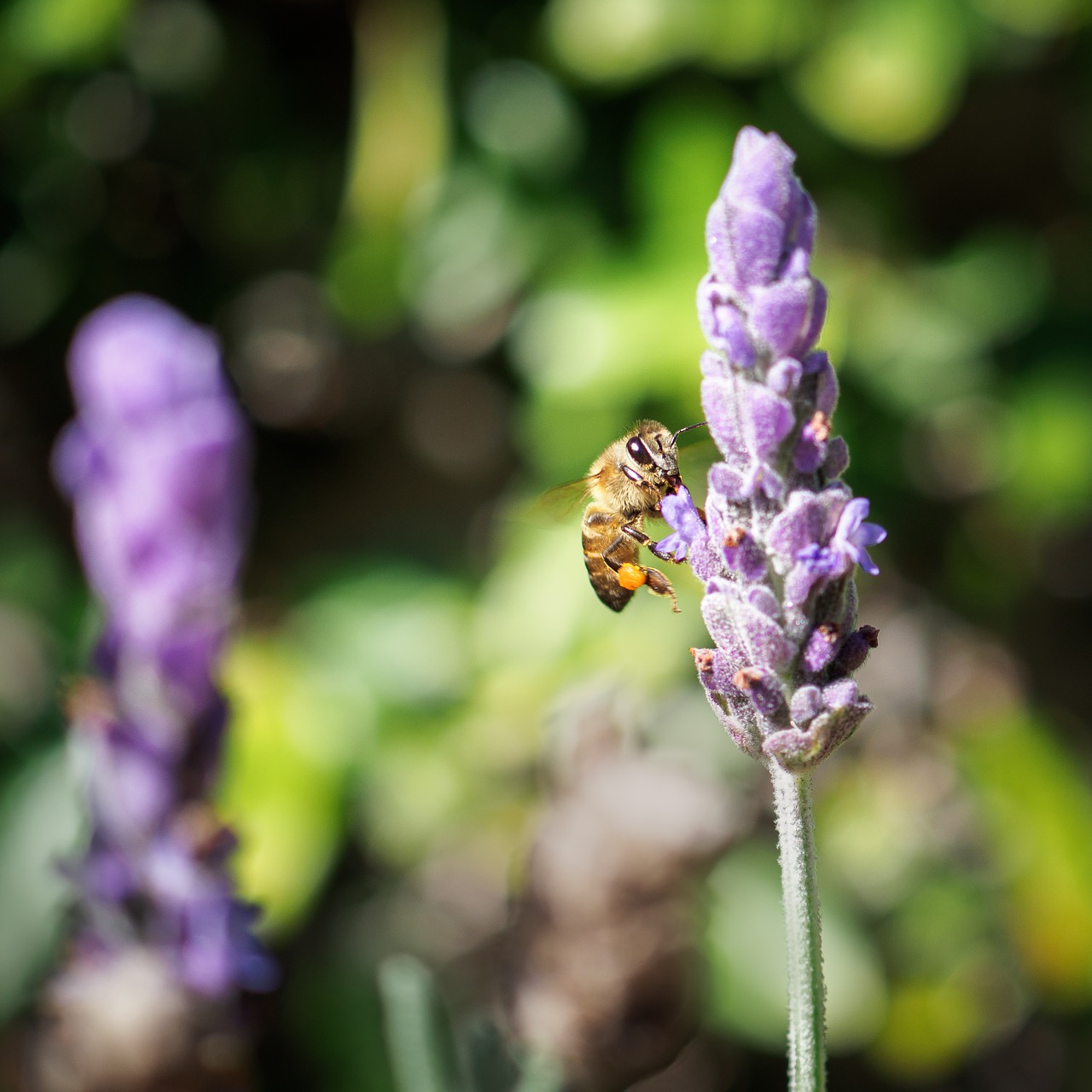 honey bee  flowers  nature free photo