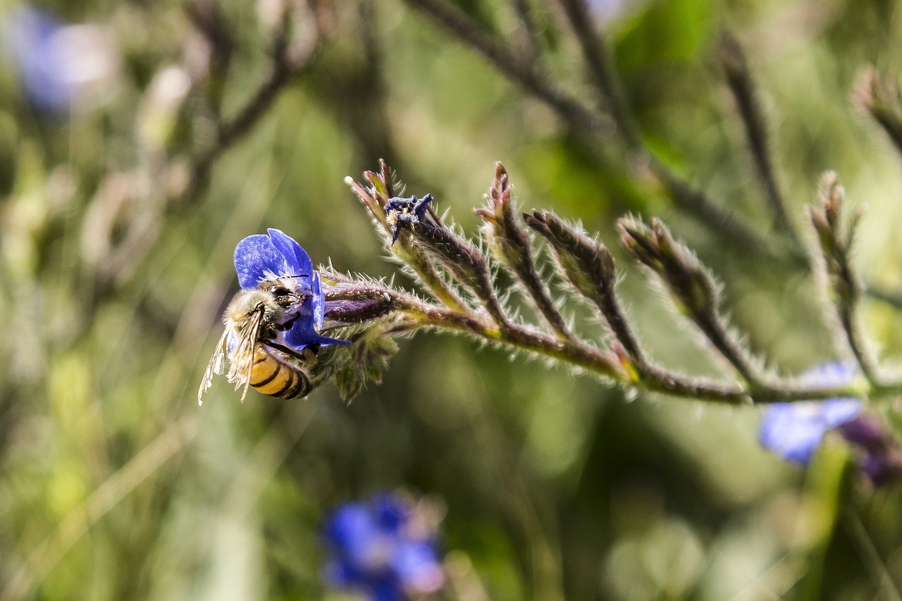 honey bee  nature  flower free photo