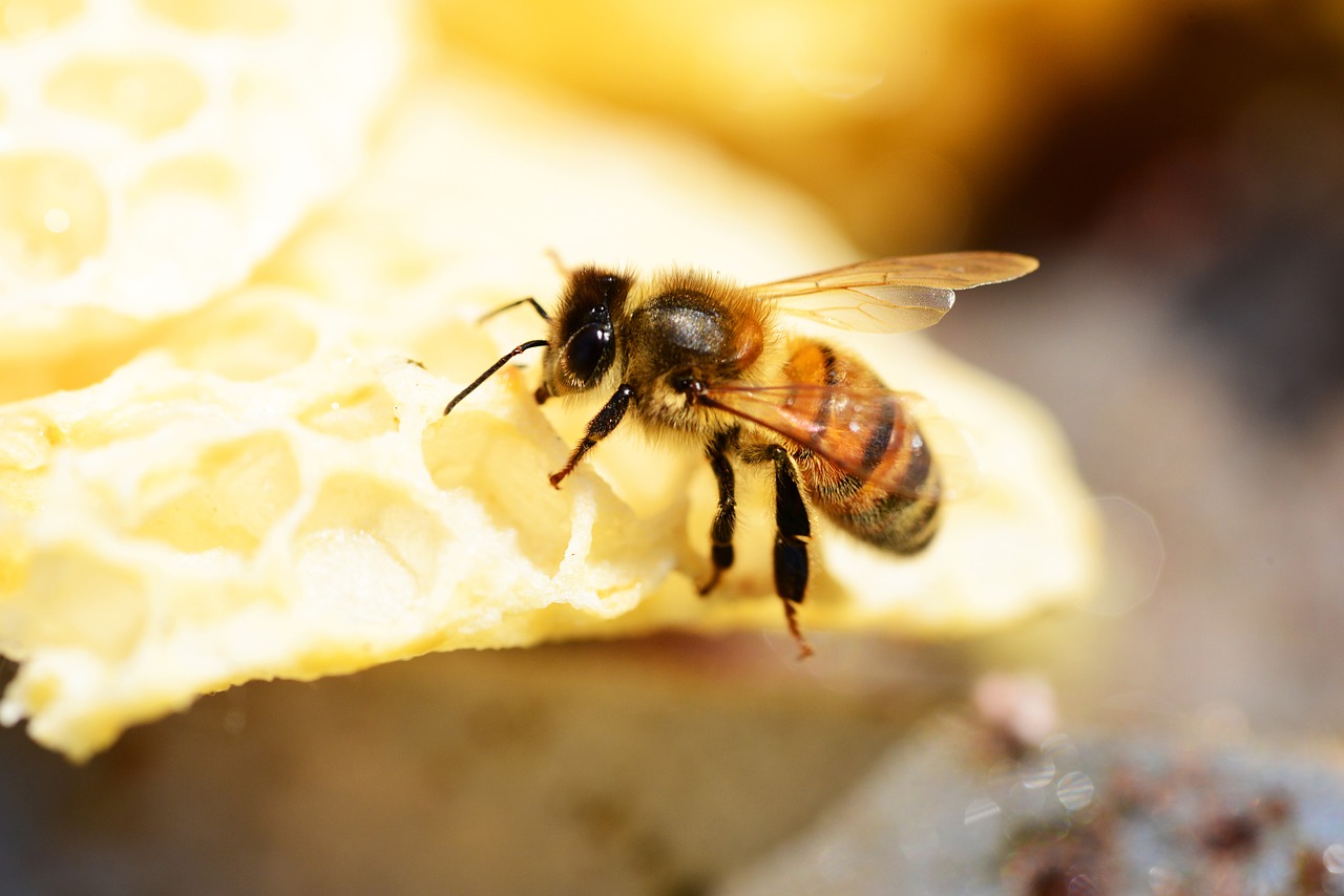 honey bee buckfast insect free photo