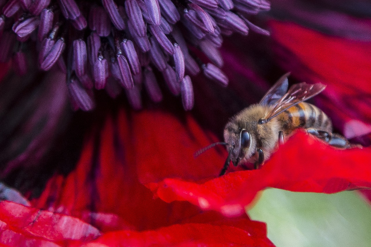 honey bee  flower  insect free photo