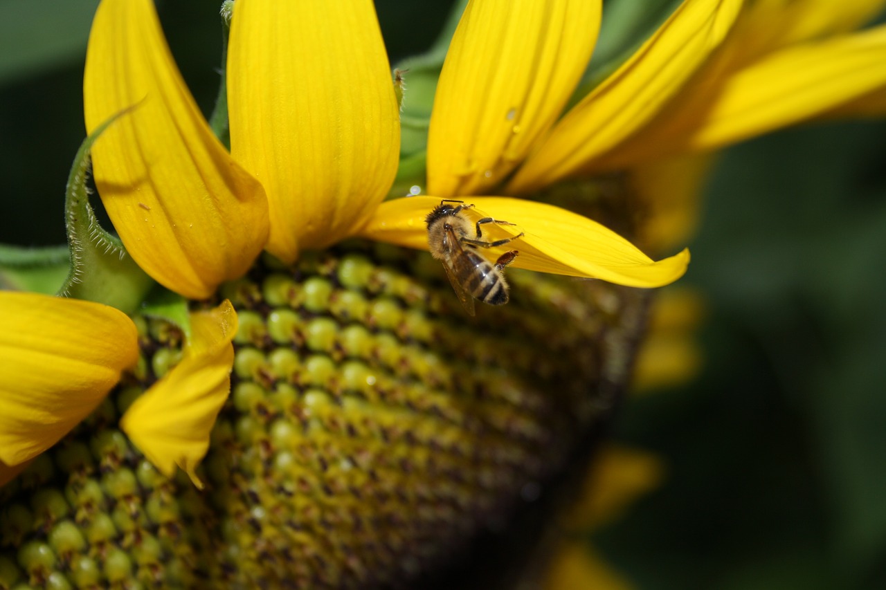 honey bee  sunflower  nature free photo