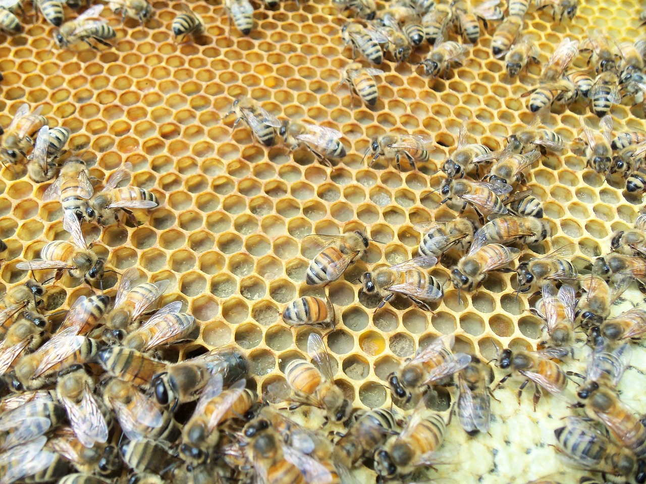 honey bee  capped  pollen free photo