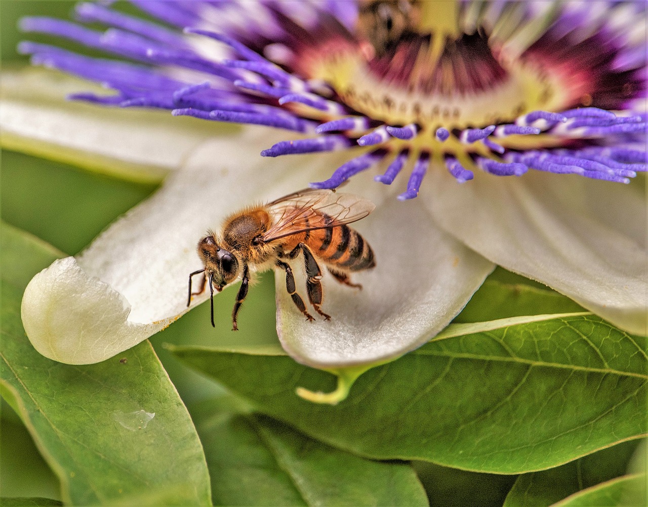 honey bee  insect  flower free photo