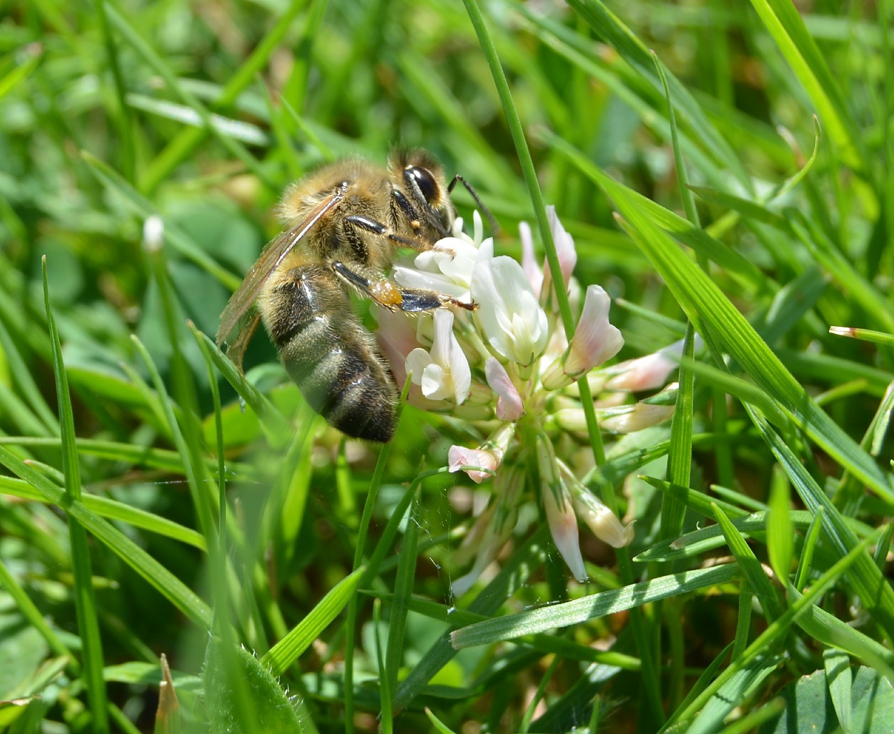 honey bee bee klee free photo