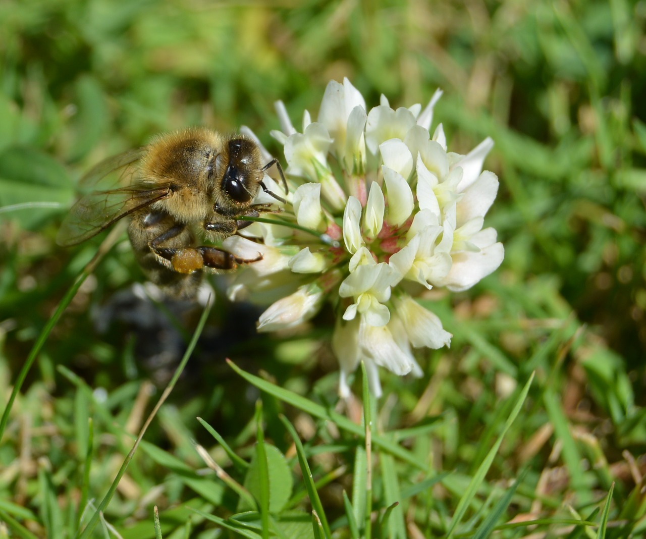 honey bee bee pollen free photo