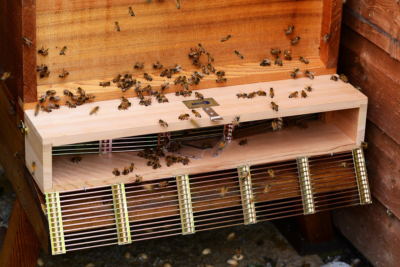 honey bee swarm trap bees free photo