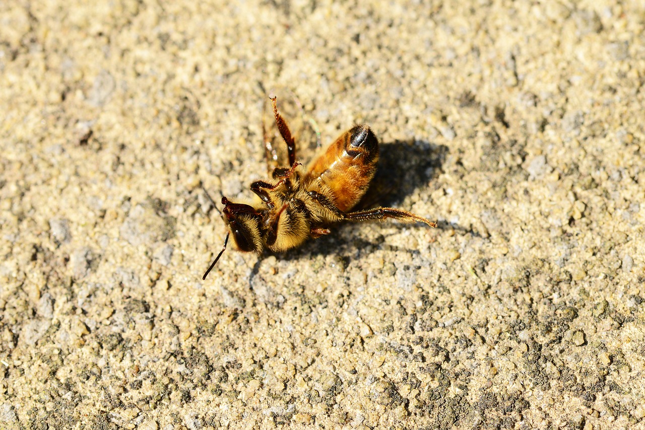 honey bee dying worker free photo