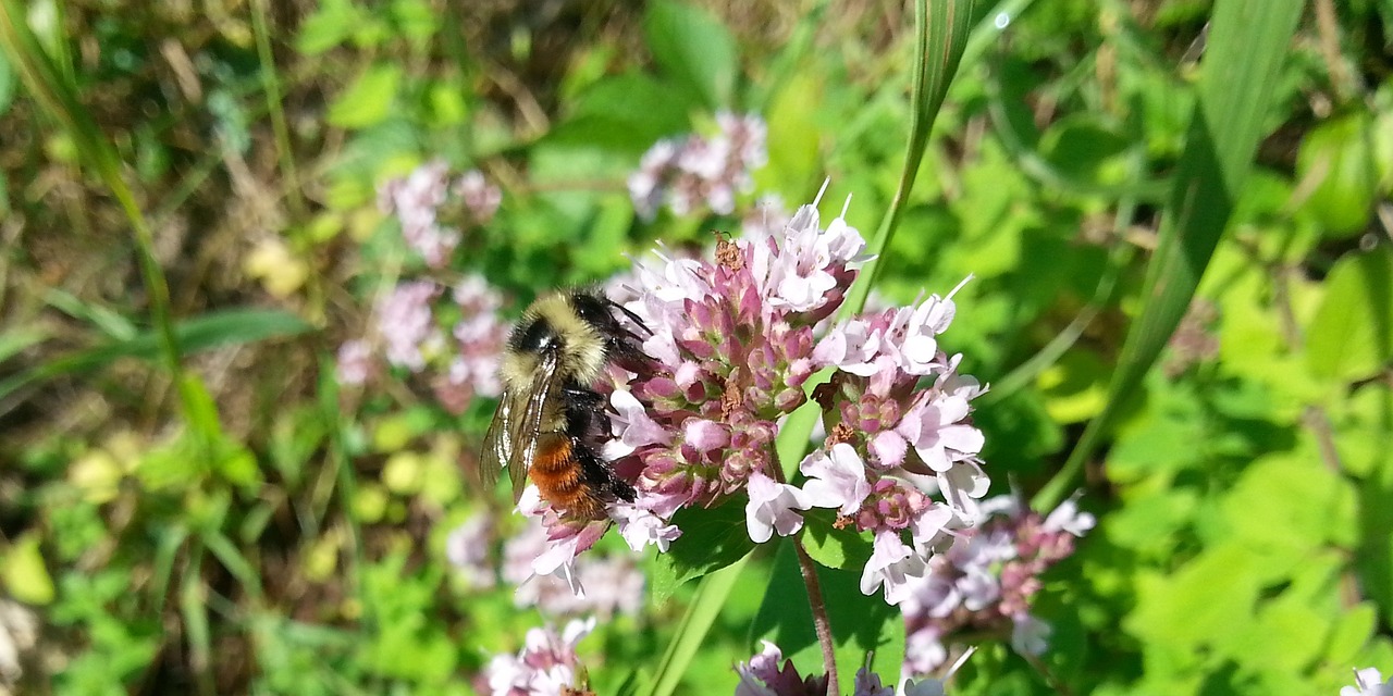 honey bee flowers nature free photo