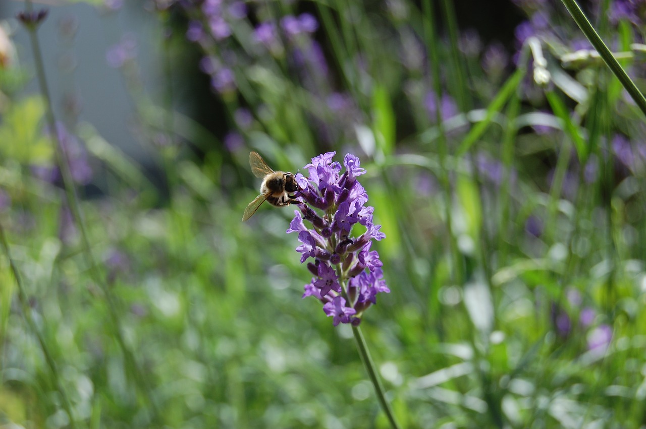 honey bee  lavender  pollen free photo